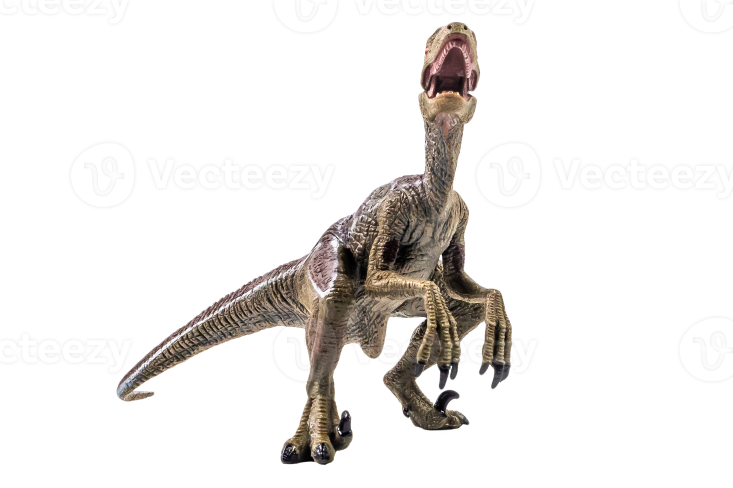 dinosaurio, velociraptor sobre fondo blanco. png