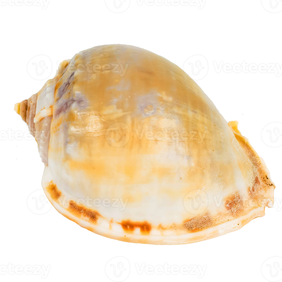 crostacei di mare isolati su sfondo bianco png