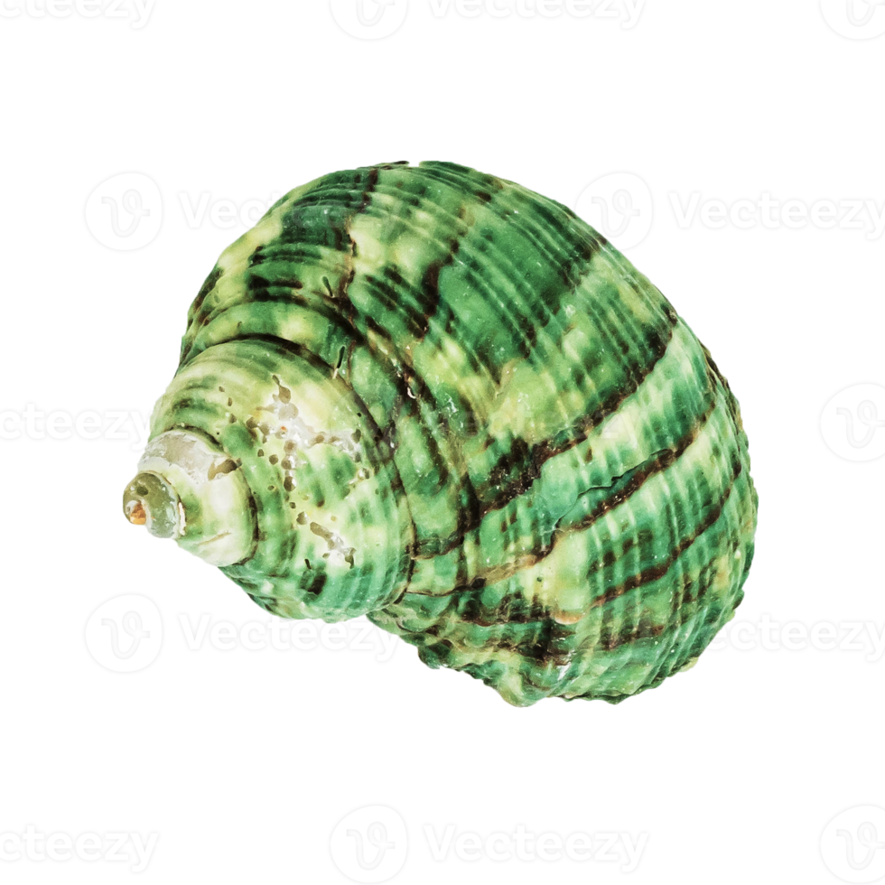 Meeresmuscheln isoliert auf weißem Hintergrund png