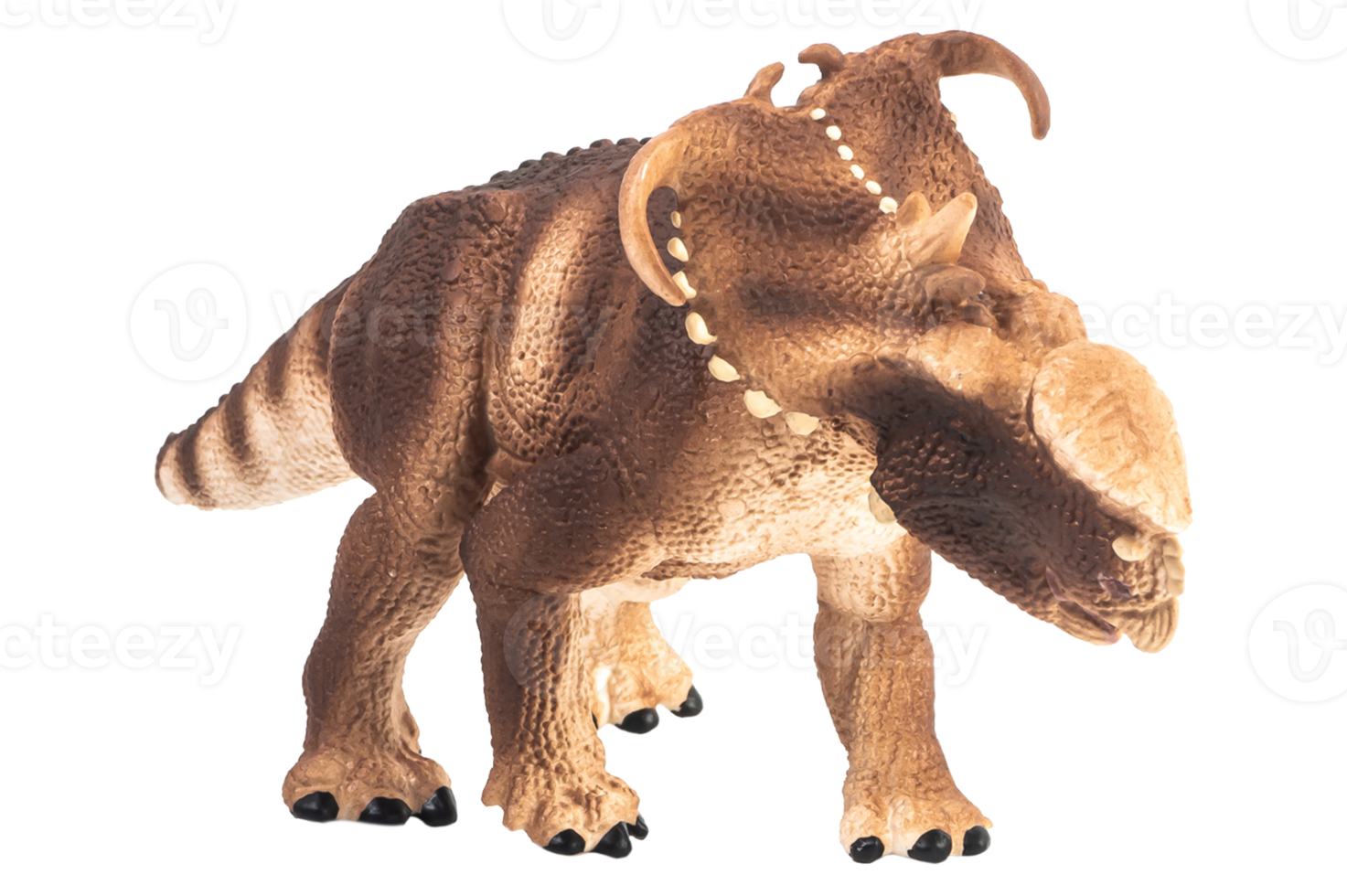 pachyrhinosaurus, dinosaurio sobre fondo blanco. png