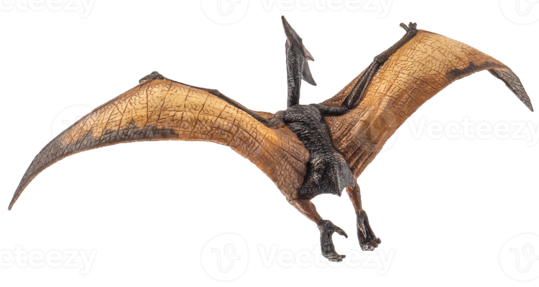 Pteranodon Pterodactyl Dinosaur on white background png