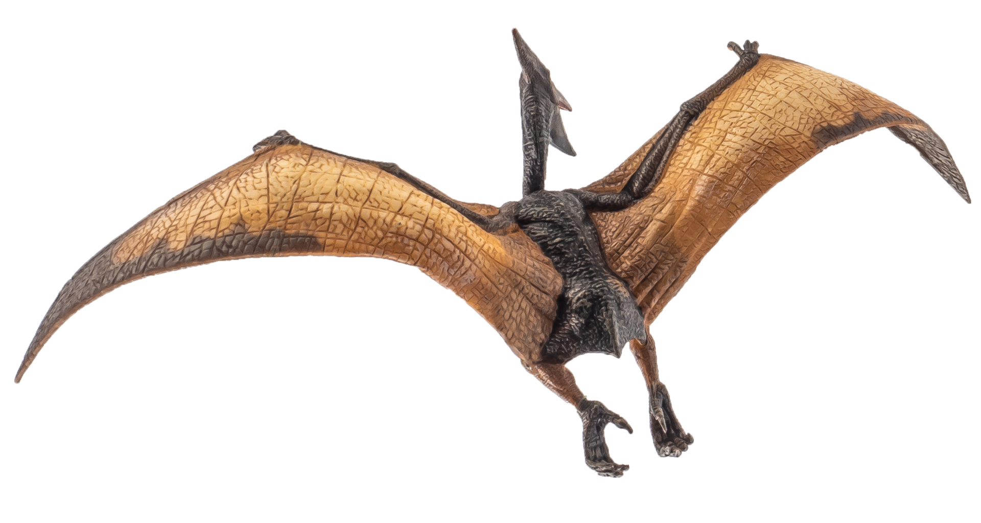 Pteranodon Pterodactyl Dinosaur on white background 8844315 PNG