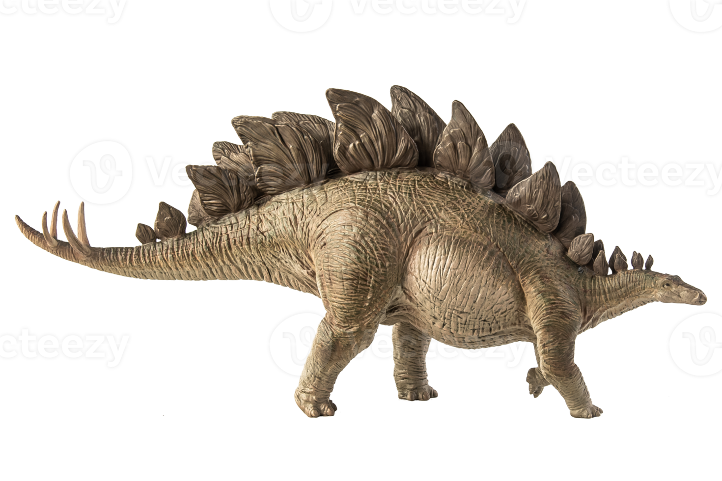 Stegosaurus Dinosaur on white background png