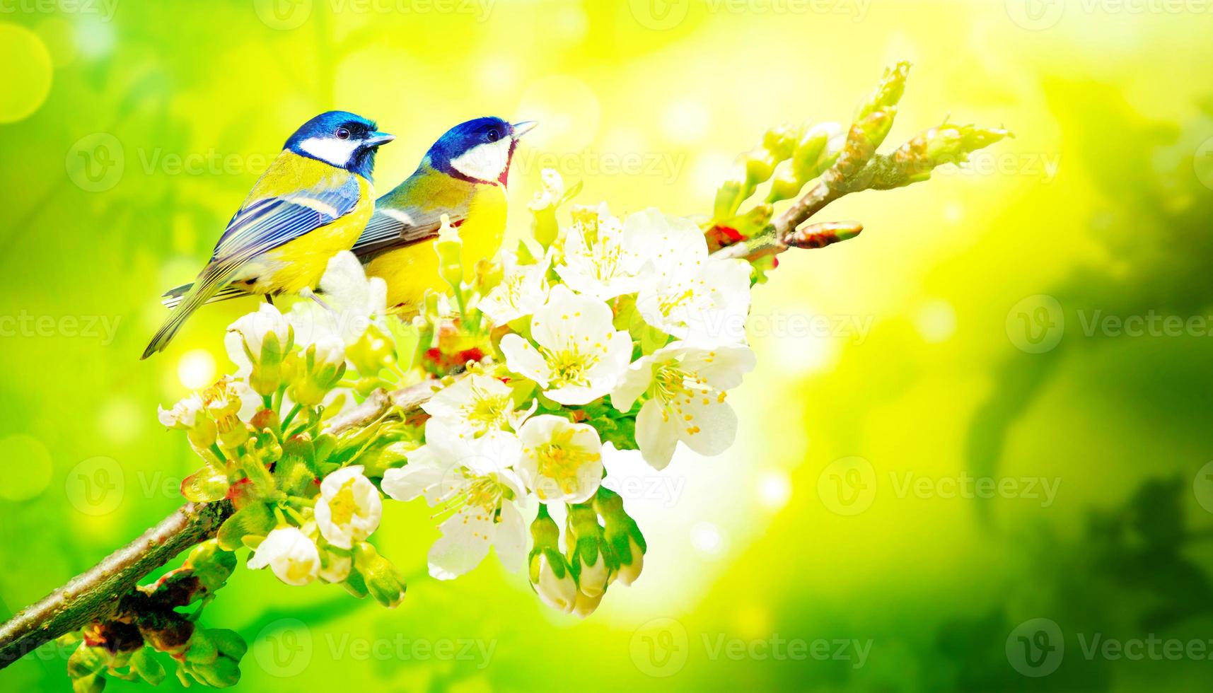 Great tit sitting on a tree branch in spring weather photo