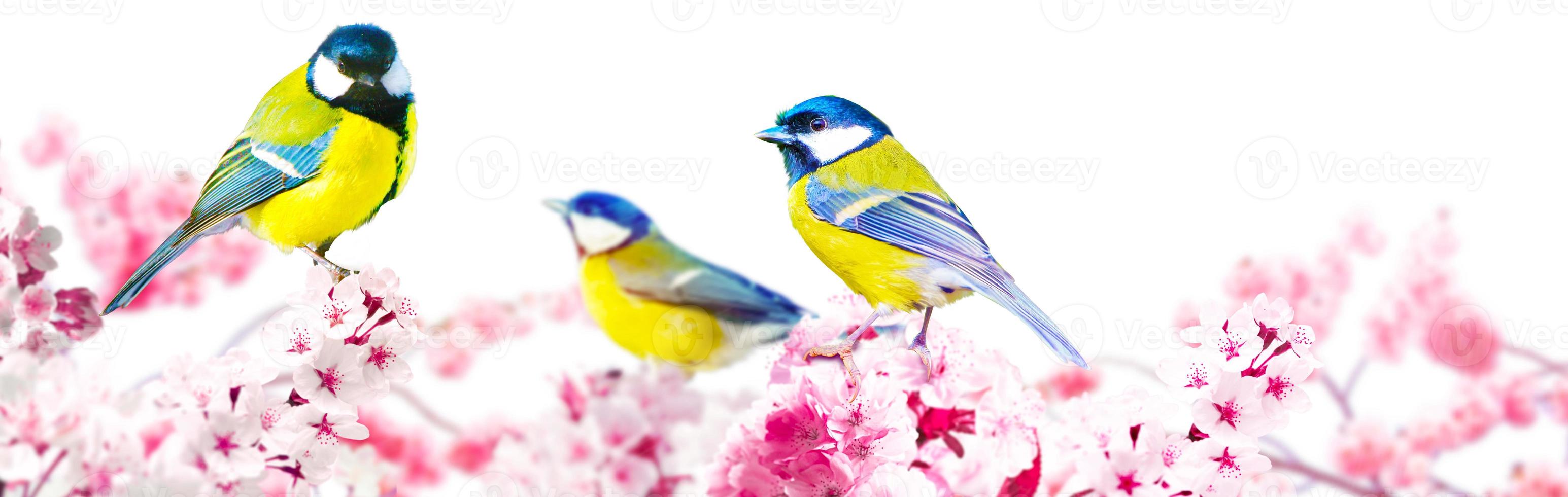 Great tit sitting on a tree branch in spring weather photo