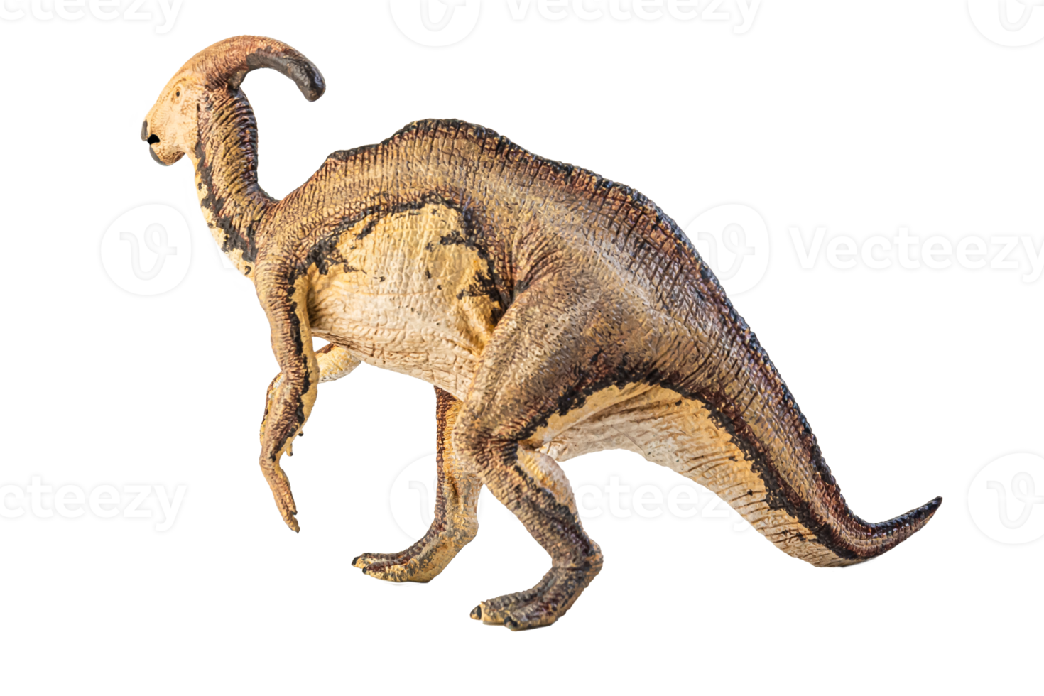Parasaurolophus  , dinosaur on white background . png