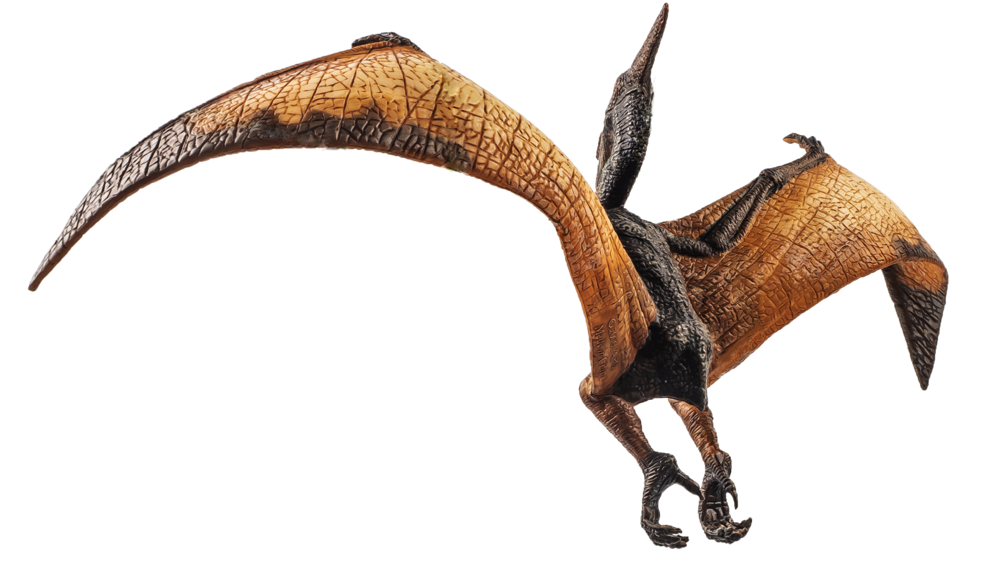 Pteranodon Pterodactyl Dinosaur on white background 8844452 PNG