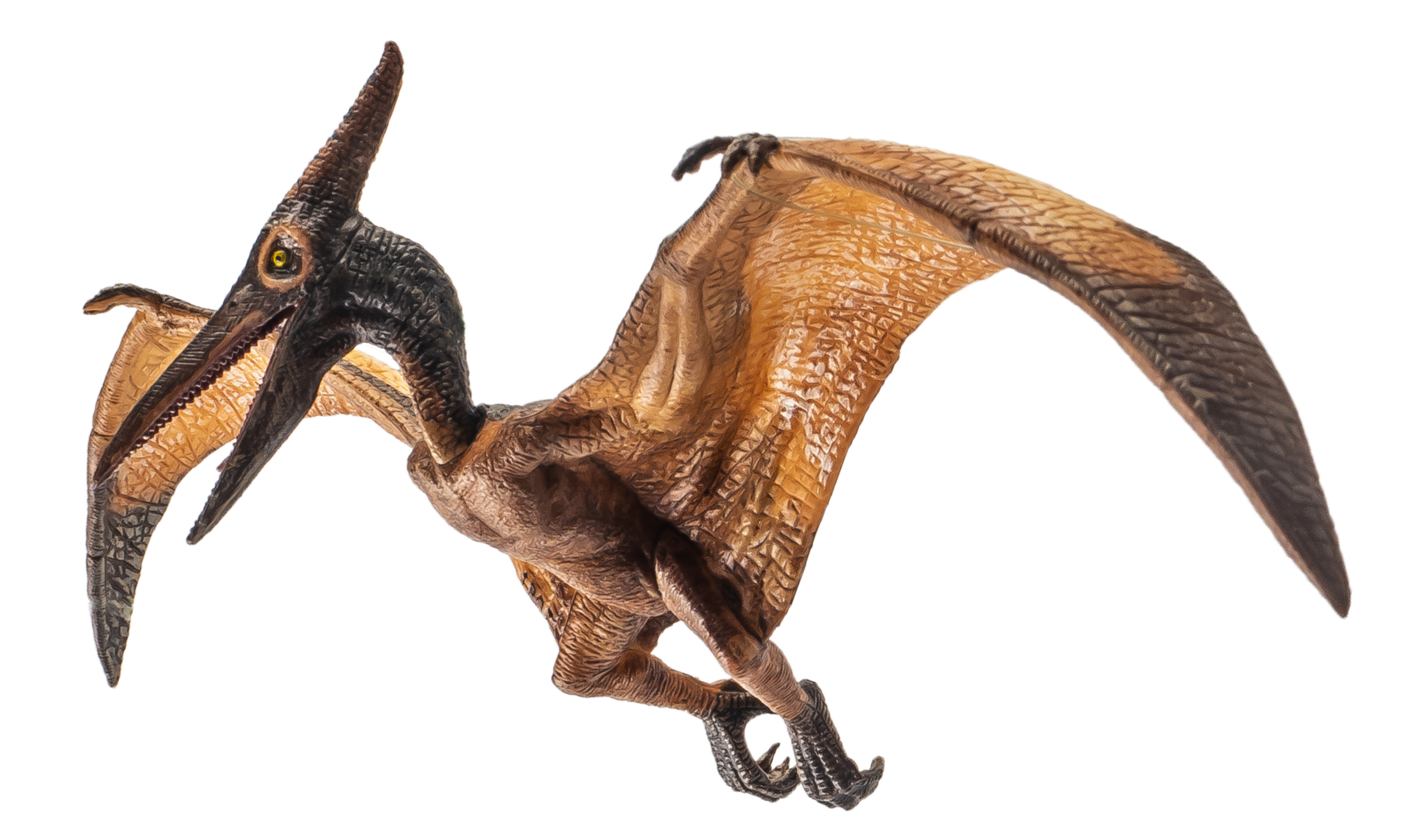 Pteranodon Pterodactyl Dinosaur on white background 11979345 PNG