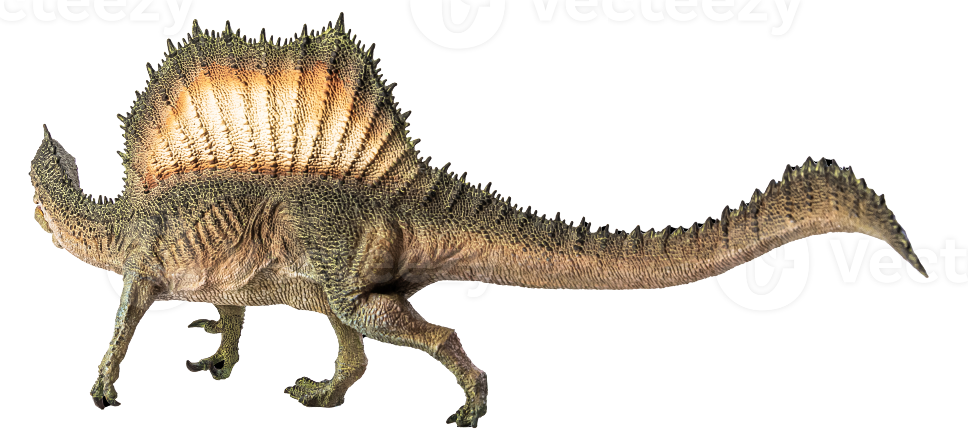Spinosaurus , dinosaur on white background . png