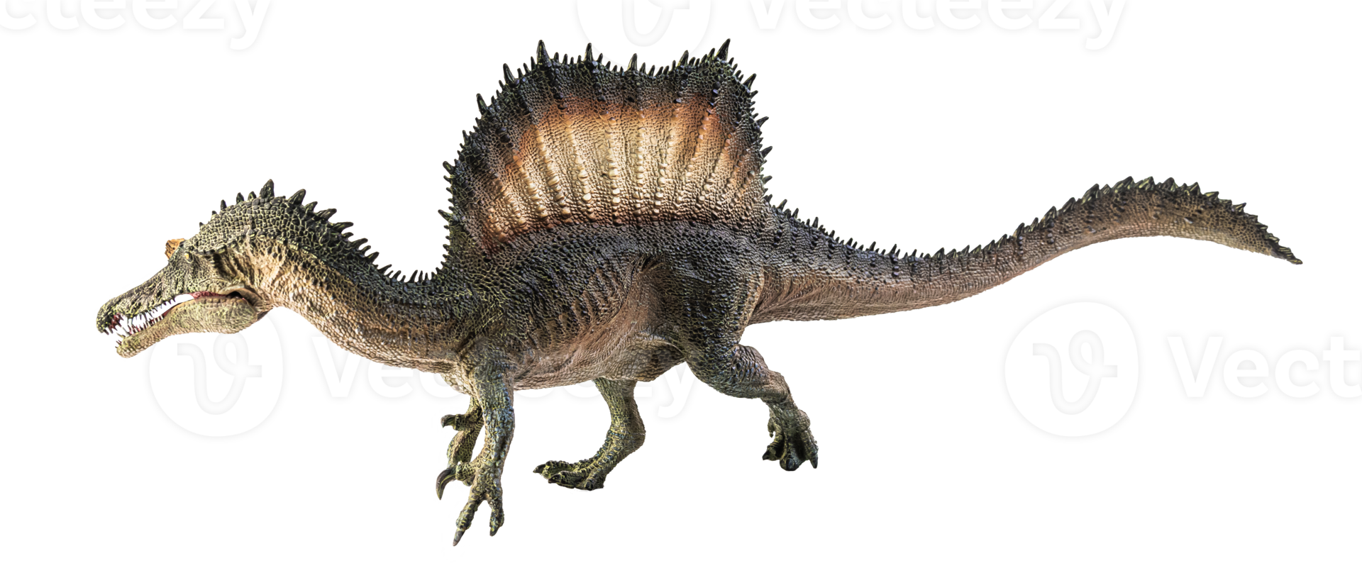 spinosaurus, dinosaurio sobre fondo blanco. png