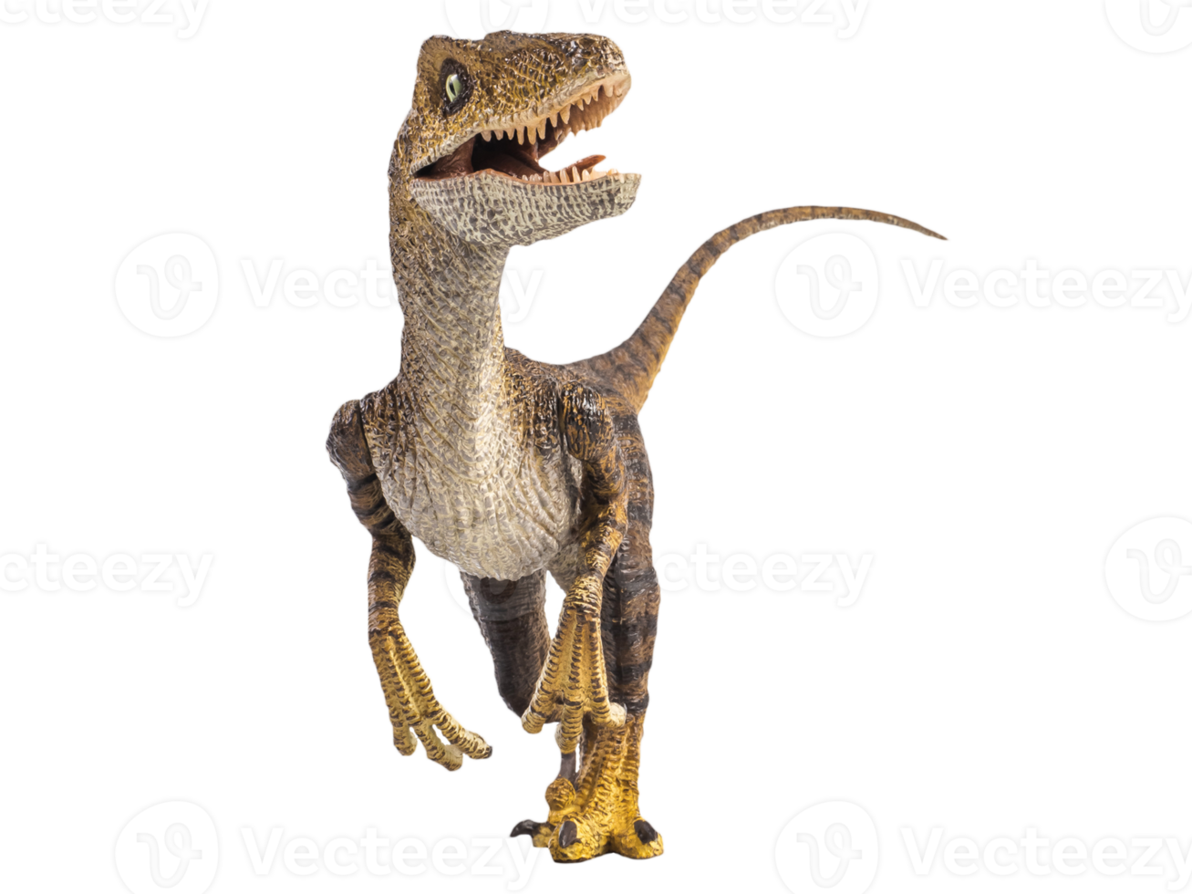 dinosaur , Velociraptor on white background . png