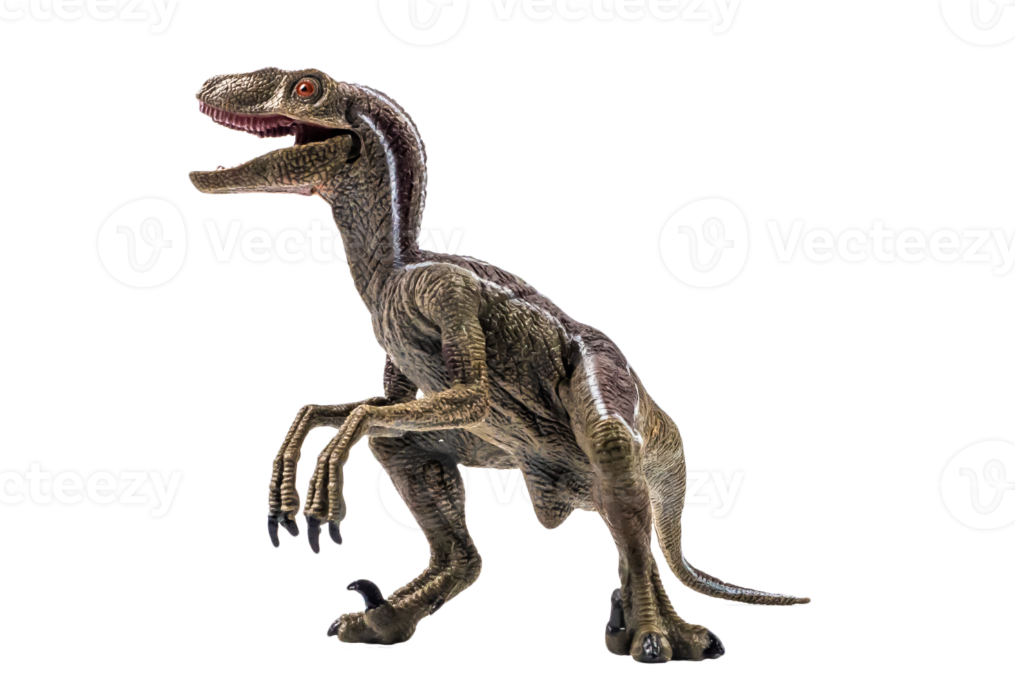 dinosauro, velociraptor su sfondo bianco. png