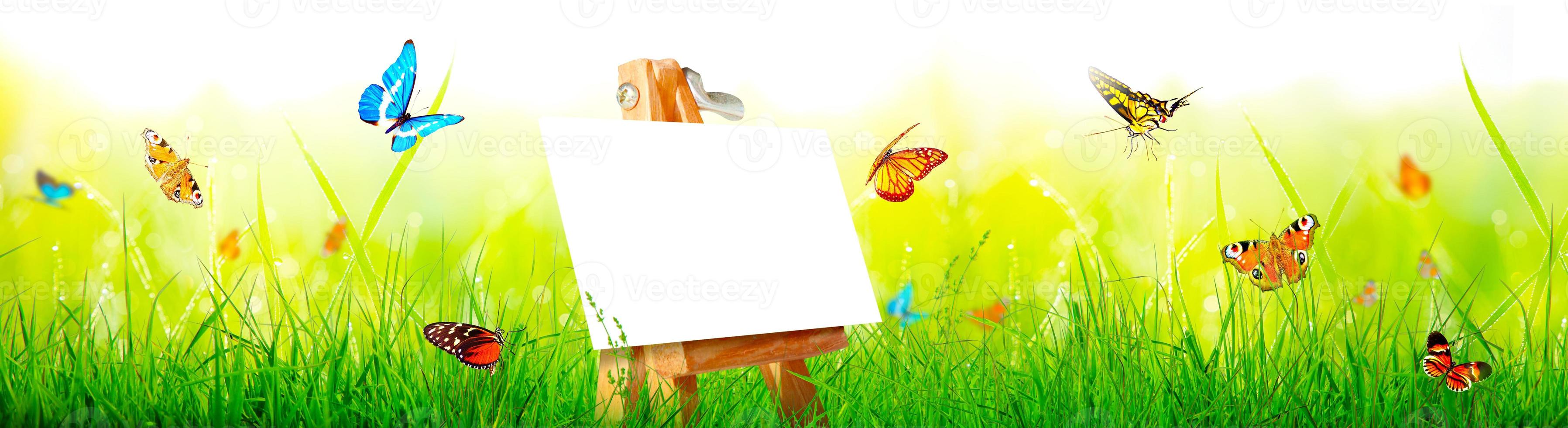 Beautiful nature view of butterfly on blurred background in garden. photo