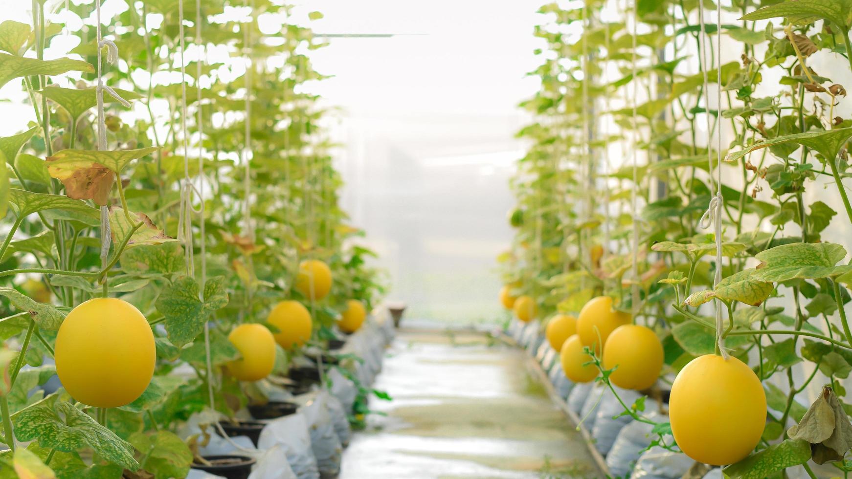 melón amarillo de primer plano cultivado en invernaderos usando una cuerda para colgar la fruta para facilitar el cuidado. foto