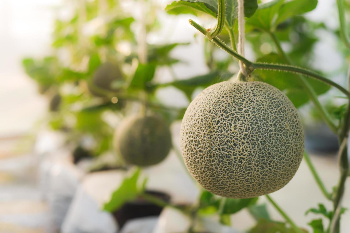 melón de red verde de primer plano cultivado en invernaderos usando una cuerda para colgar la fruta para facilitar el cuidado. foto