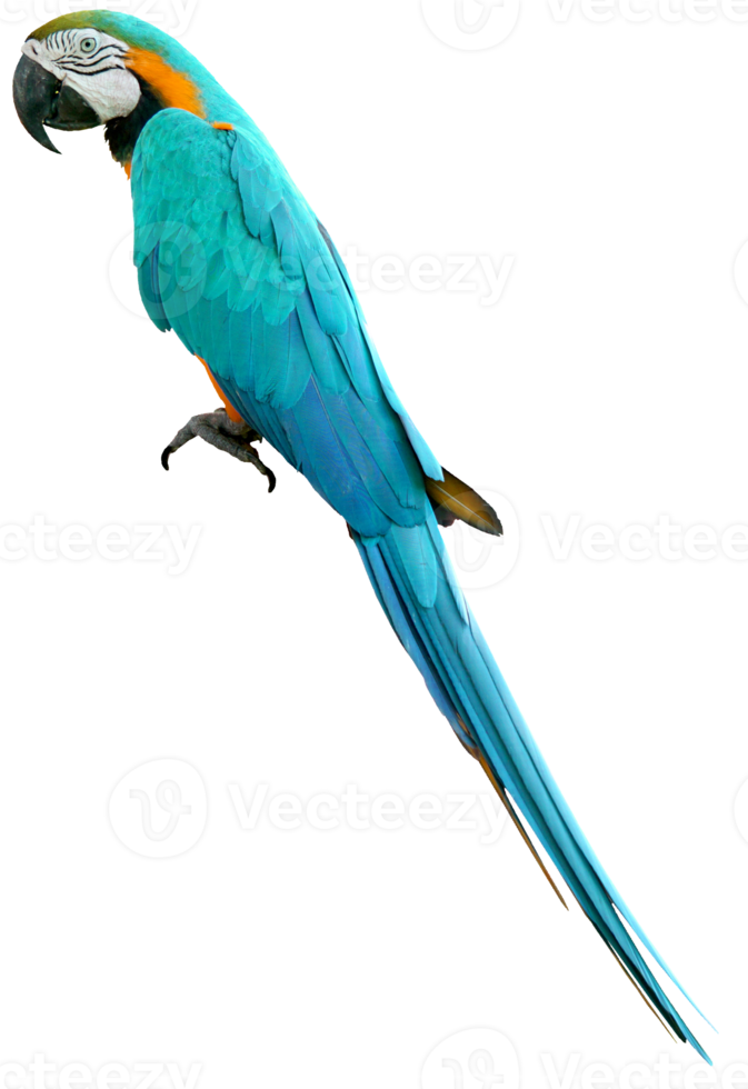Aras oiseau isolé sur fond blanc avec un tracé de détourage. png