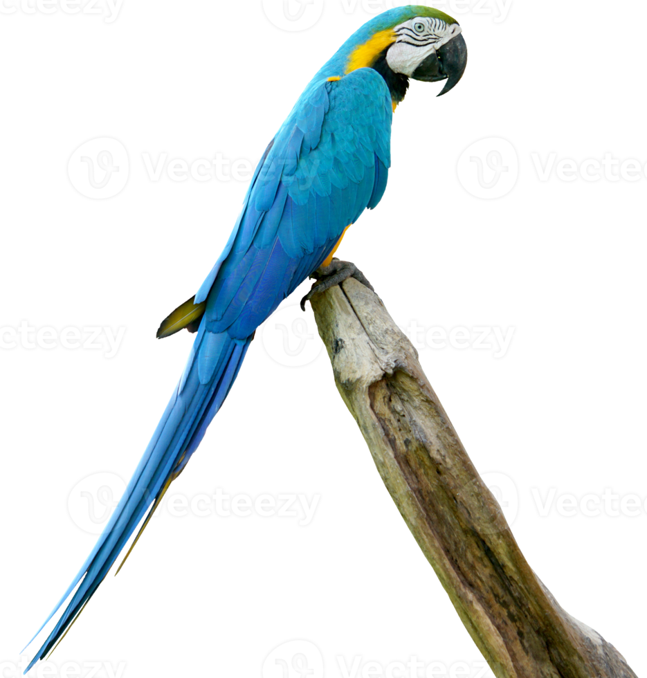 Macaws bird isolated on white background with clipping path. png