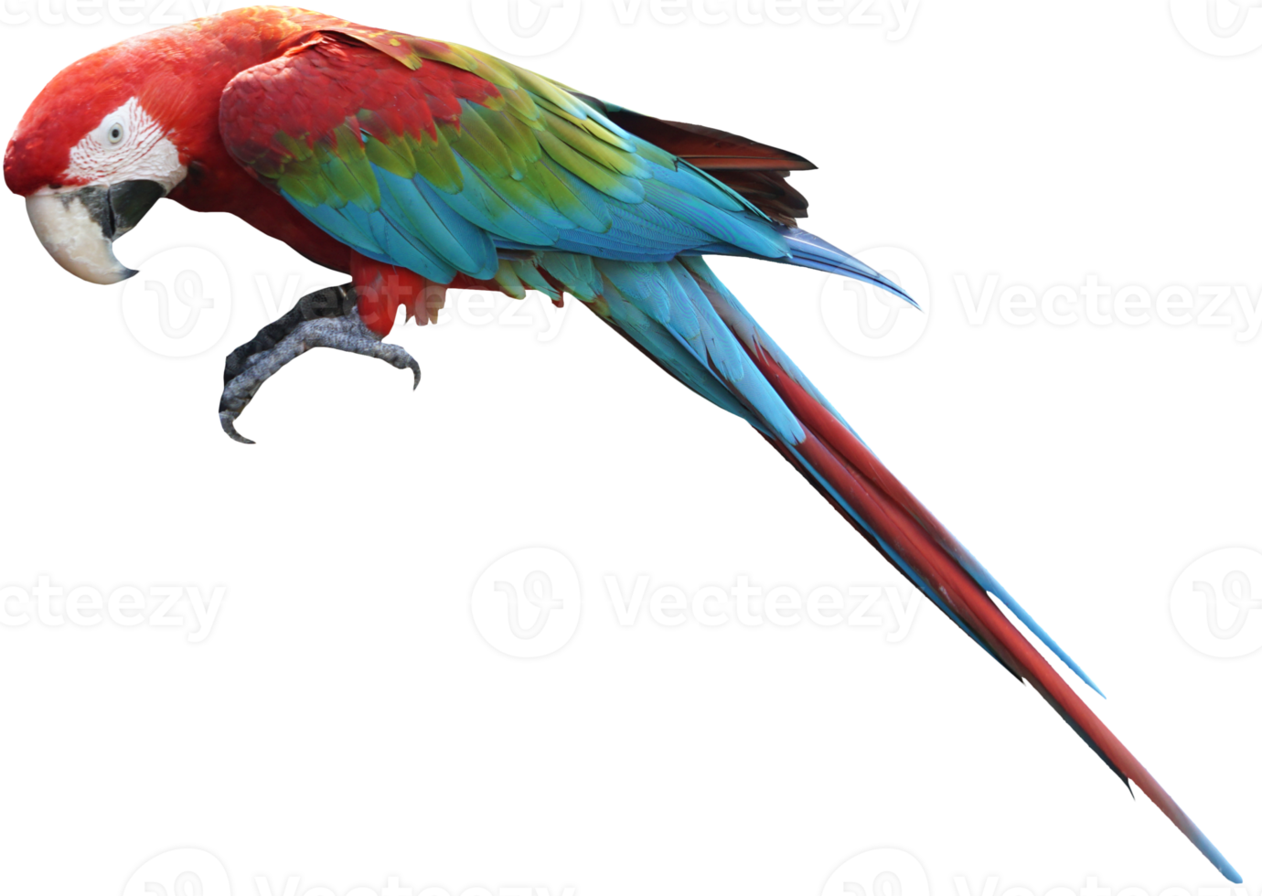 Macaws bird isolated on white background with clipping path. png