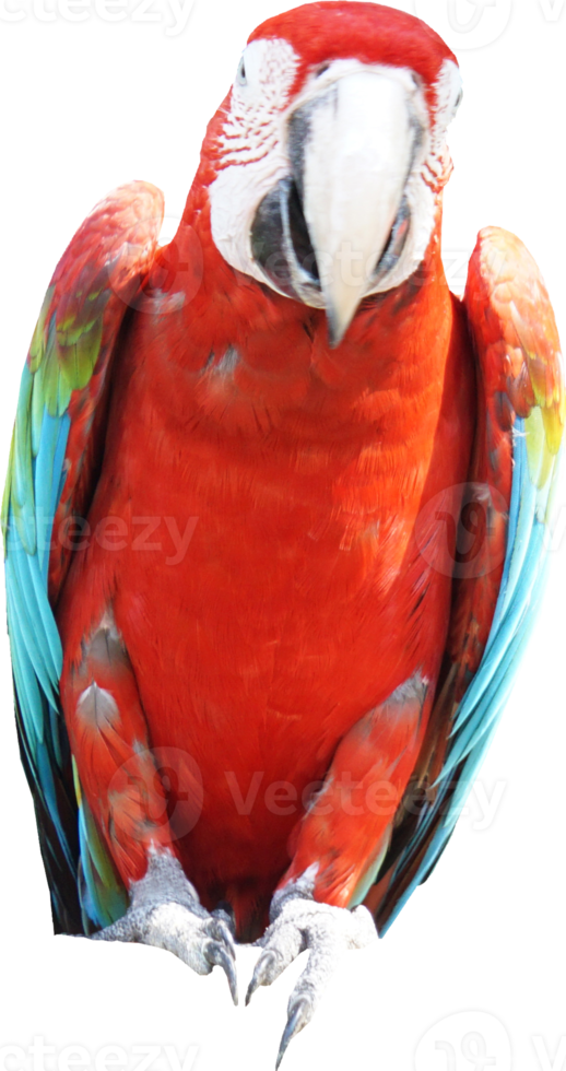 Macaws bird isolated on white background with clipping path. png