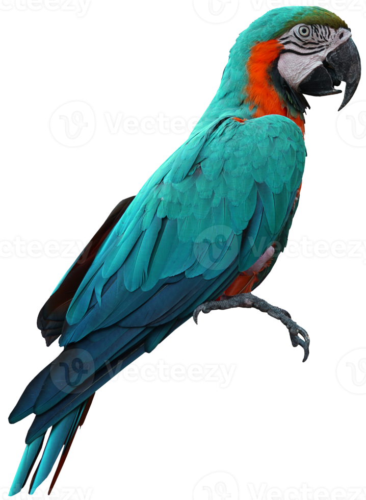 Macaws bird isolated on white background with clipping path. png