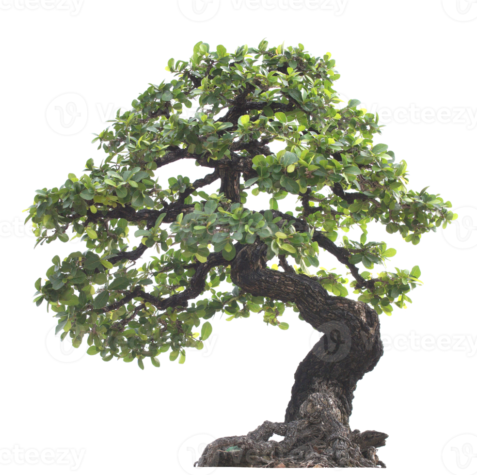 ritaglio dell'albero di bonzai png