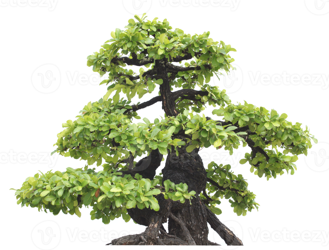 Bonzai tree cutout png