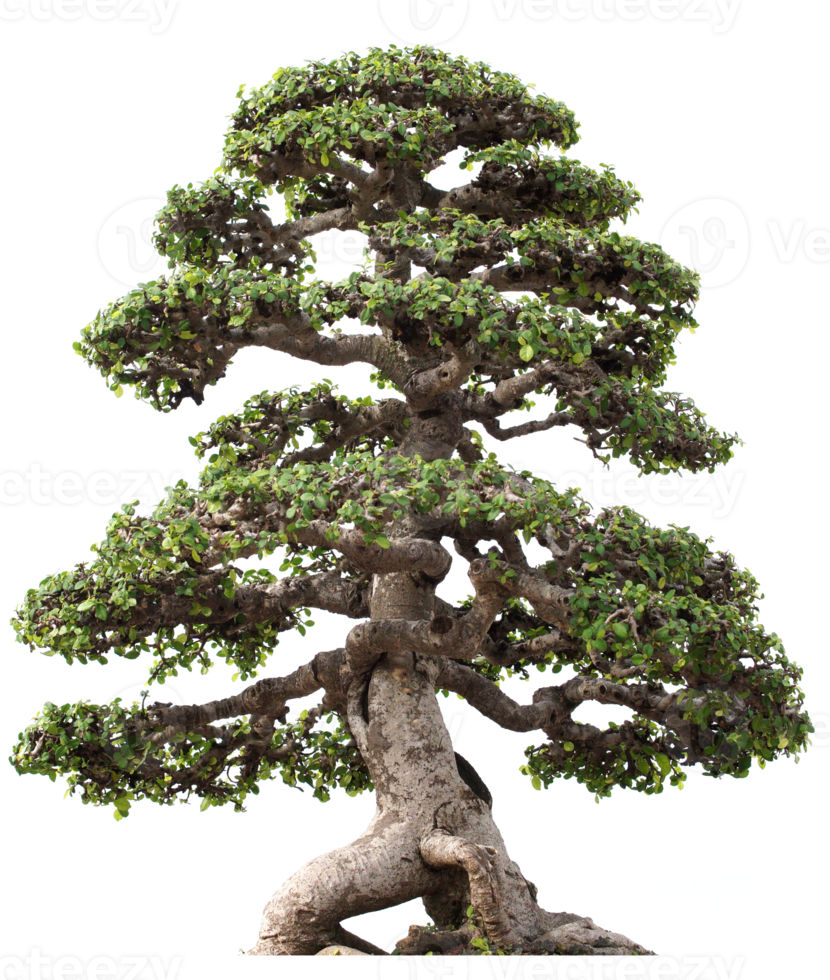 ritaglio dell'albero di bonzai png