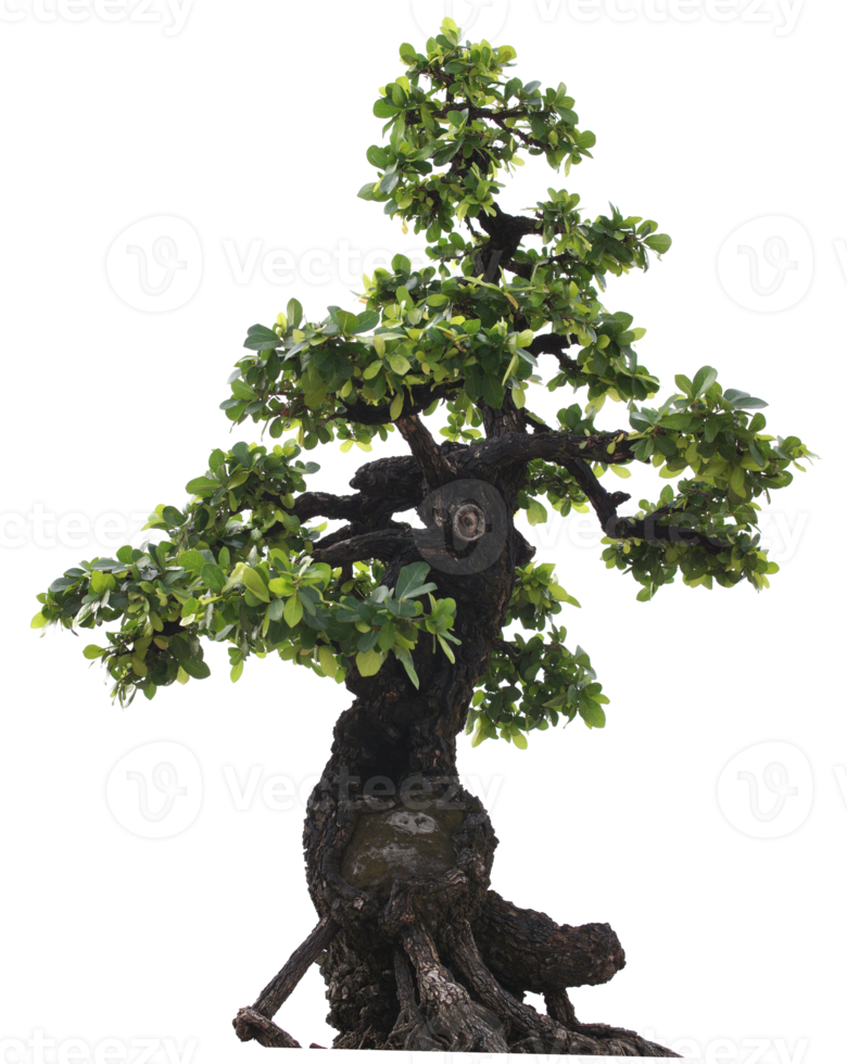 recorte del árbol bonzai png