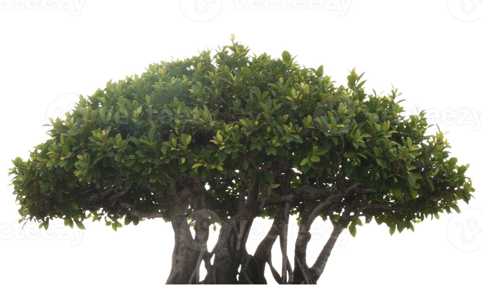 recorte del árbol bonzai png