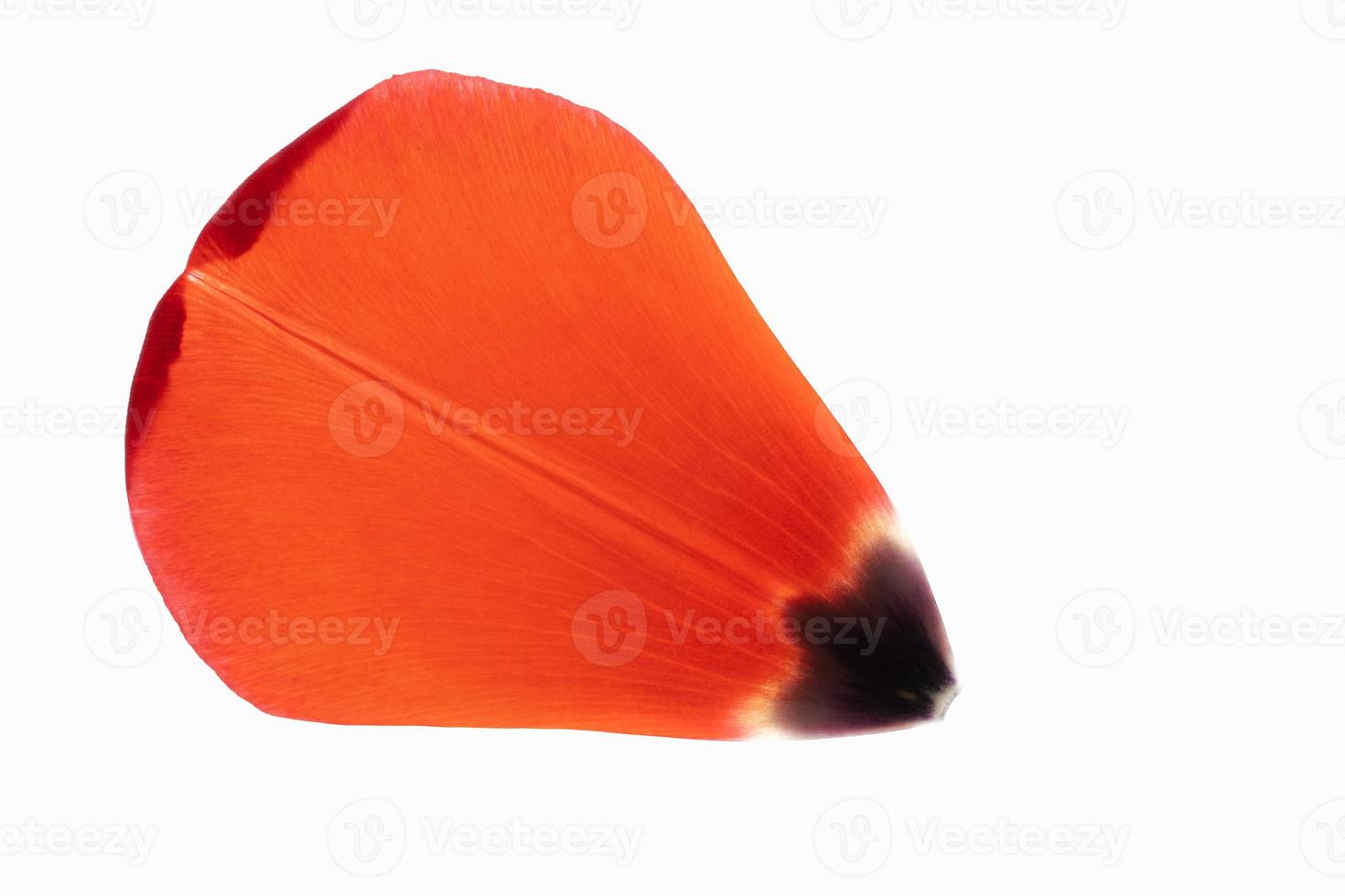 Isolated tulip petal photo