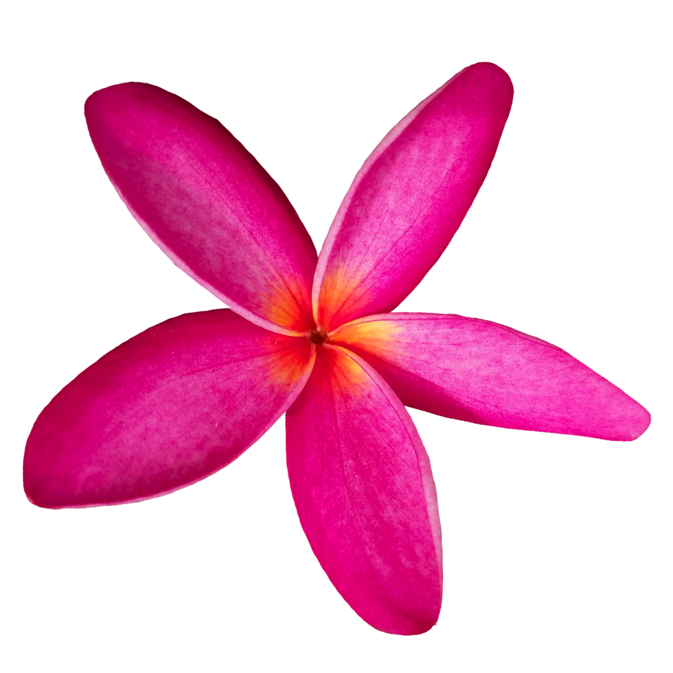 flor rojo colorido naturaleza ilustración clipart imagen transparente hermosa png