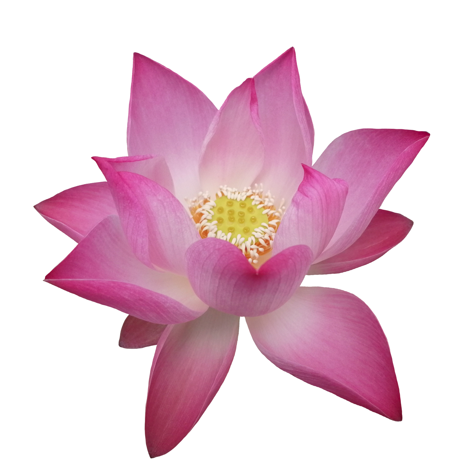 lotus flower pink colorful nature illustration clipart transparent