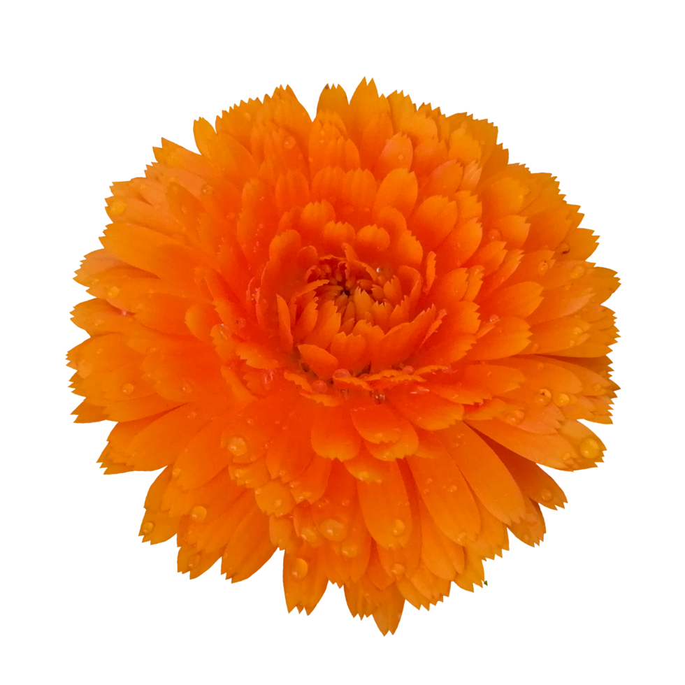 fleur orange nature illustration clipart image transparente belle png