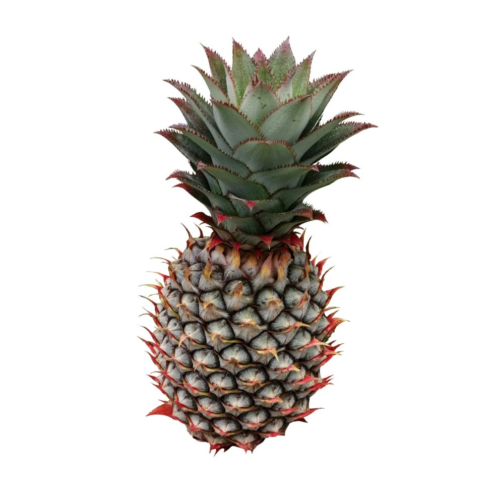 ananas fruit foto transparant realistische illustratie clipart png art