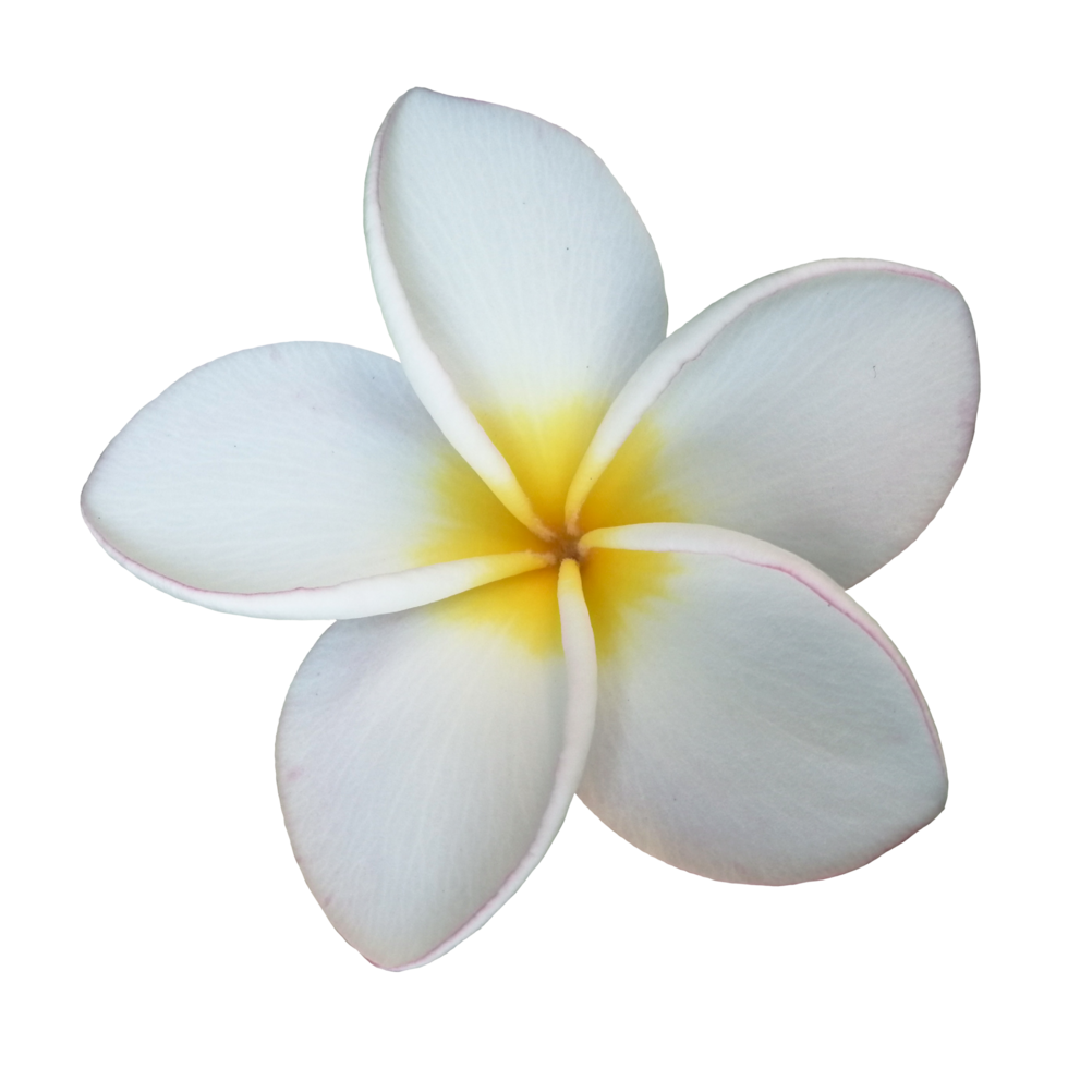 flor blanco naturaleza ilustración clipart imagen transparente hermoso png