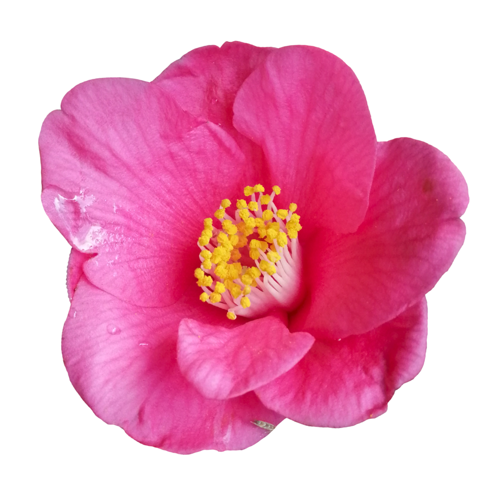 fleur rose coloré nature illustration clipart image transparente belle png