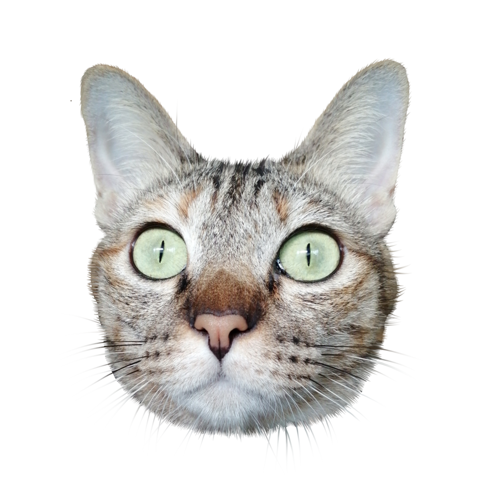 gato mascota animal linda fotografía transparente realista ilustración clipart png art