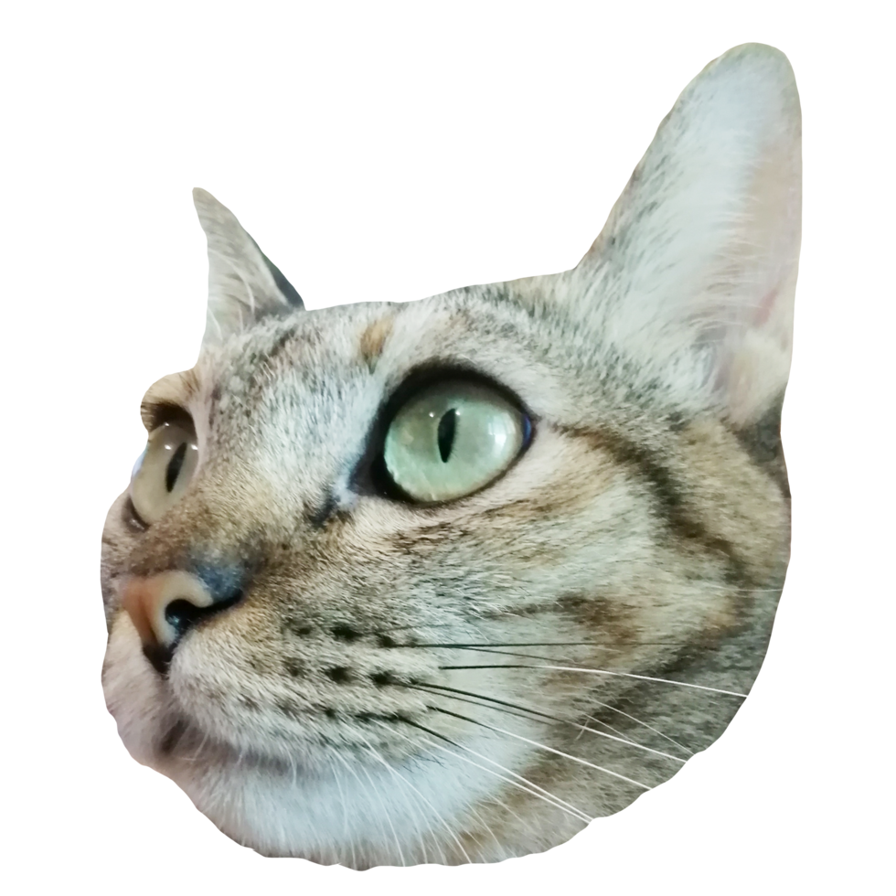 cara de gato fofo download gratuito imagem transparente ilustração clipart animal png