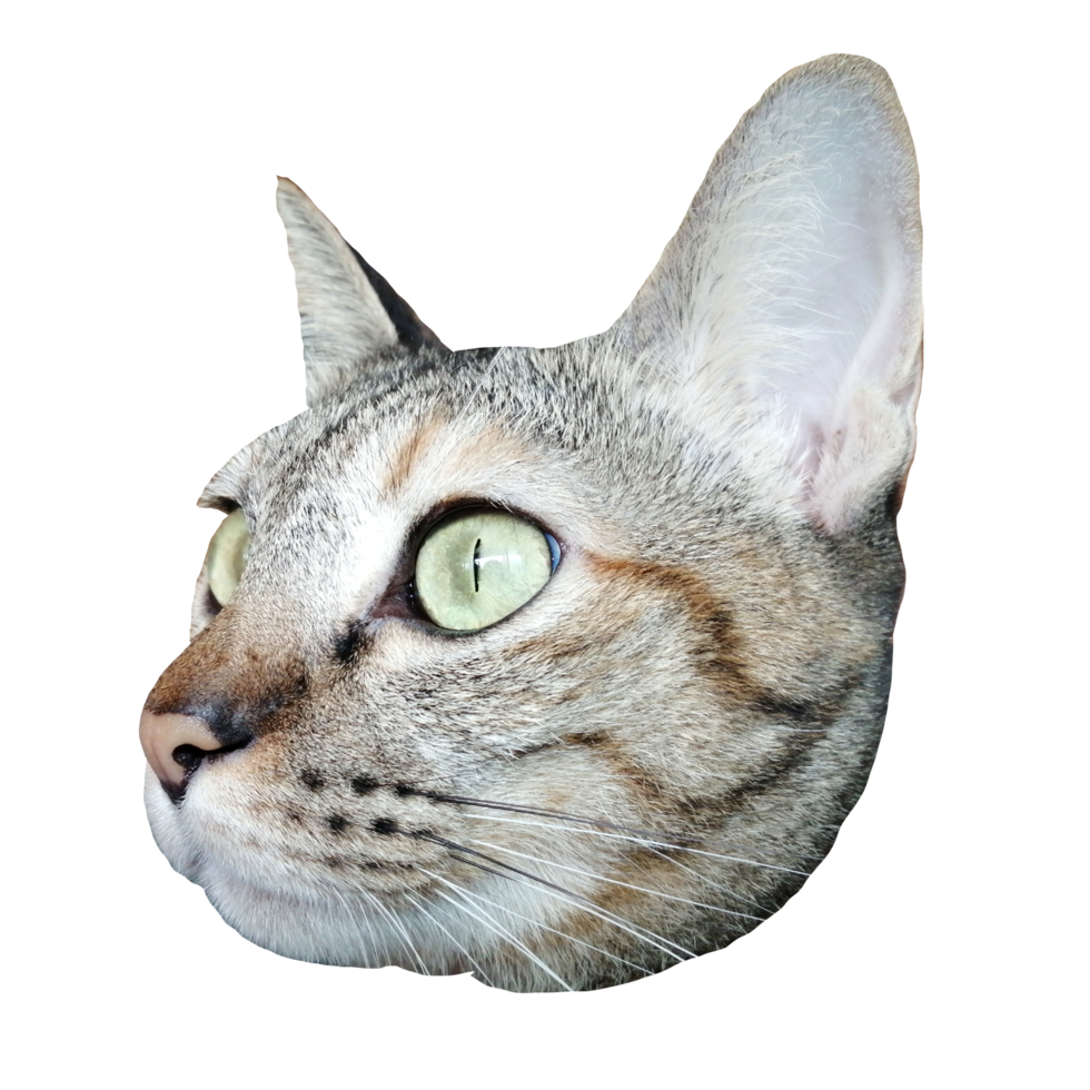 cat face cute free download transparent image illustration clipart pet wildlife png