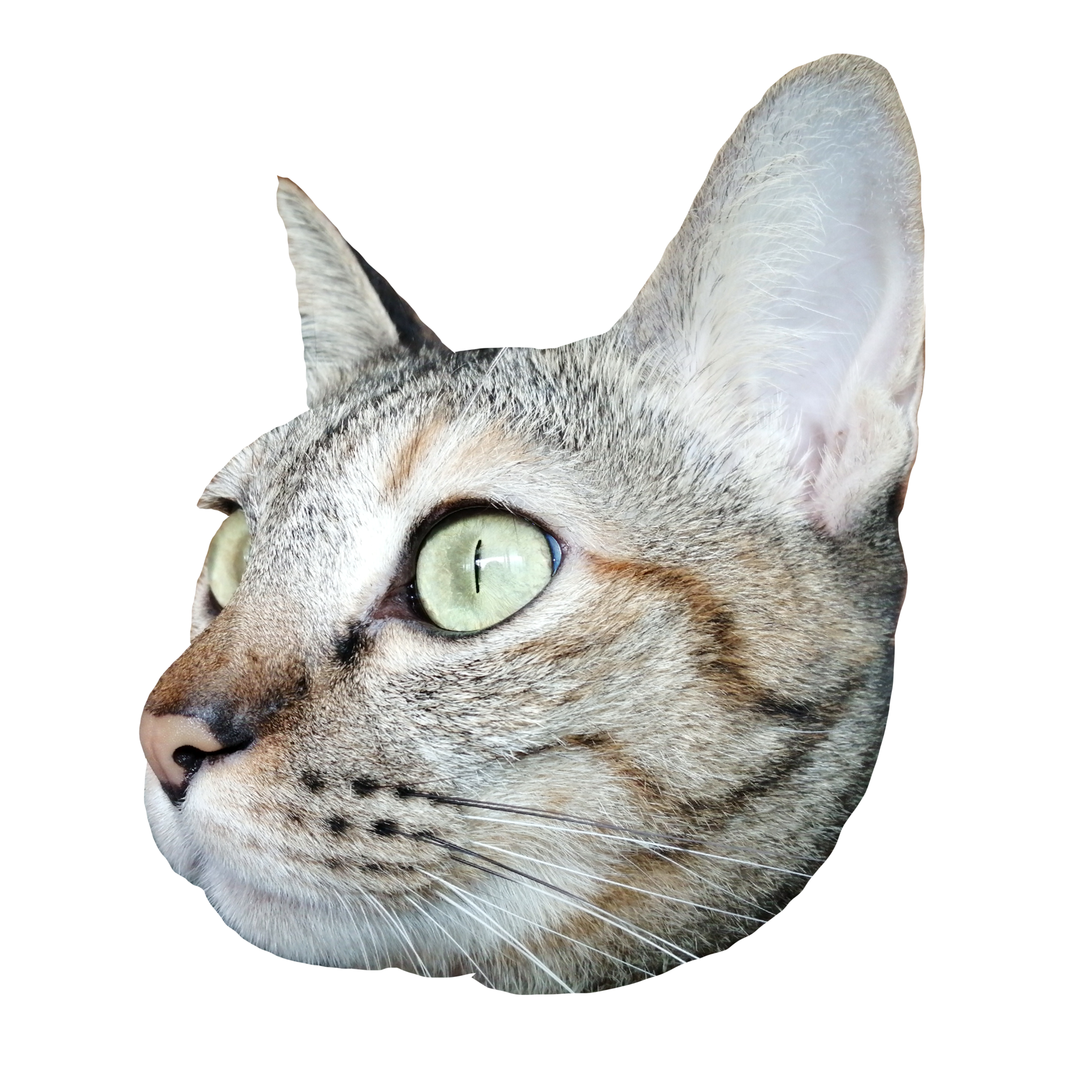 Cat Face PNG Free Images with Transparent Background - (1,689 Free  Downloads)