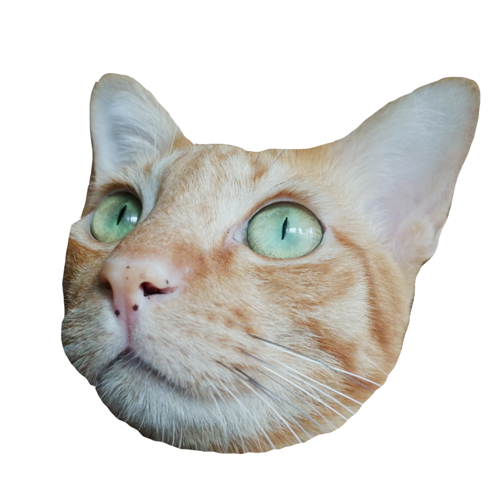 cara de gato fofo download gratuito imagem transparente ilustração clipart animal png