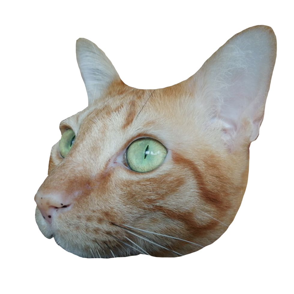 kattansikte söt gratis nedladdning genomskinlig illustration clipart png