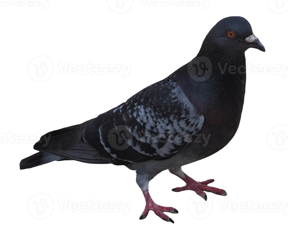 domestic pigeon scient. name Columba livia domestica bird animal png