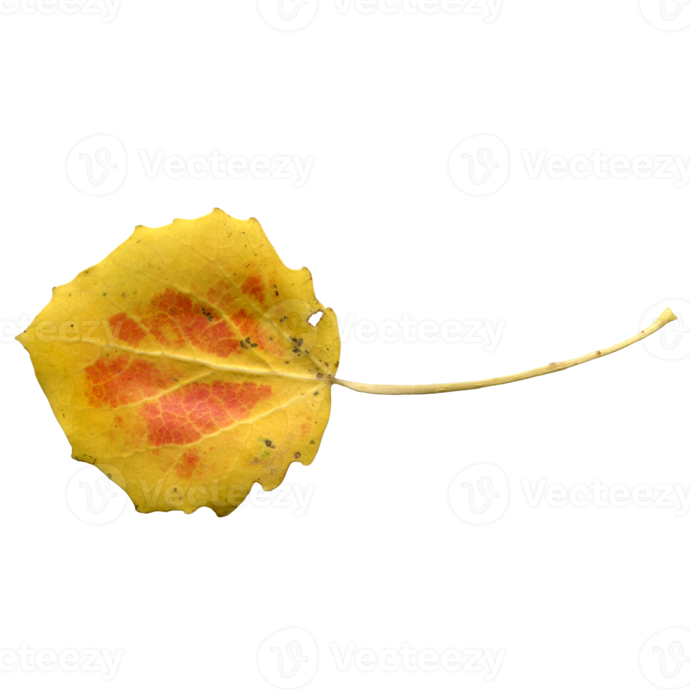 Yellow-orange autumn aspen leaf, on a transparent background, photo png