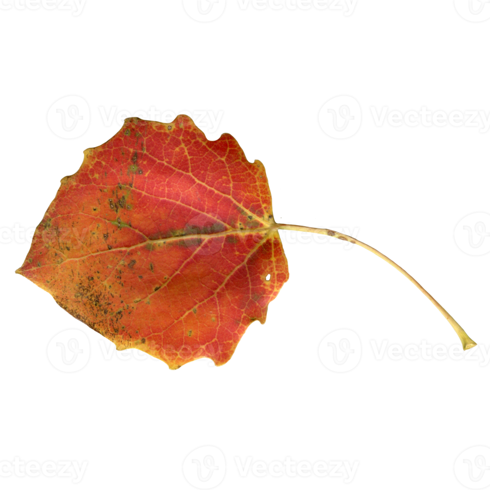 Red autumn aspen leaf, on a transparent background, photo png