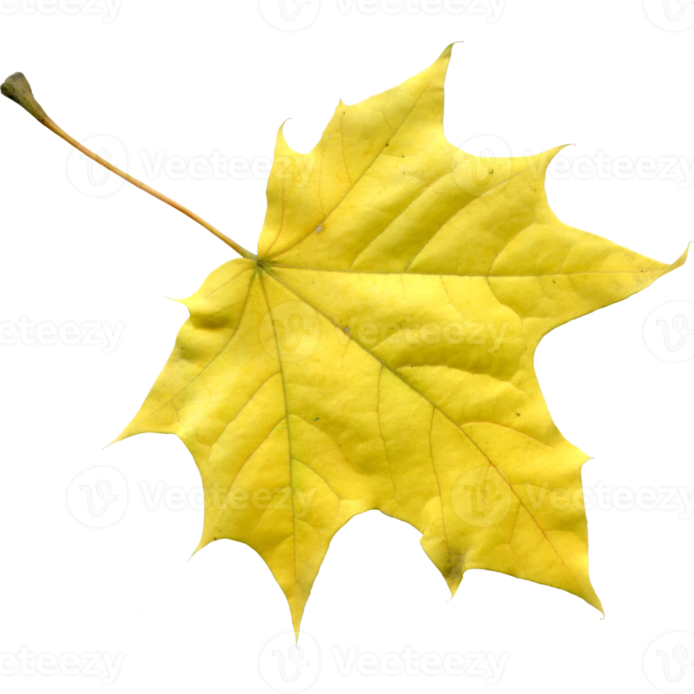 Yellow autumn maple leaf on a transparent background, photo png