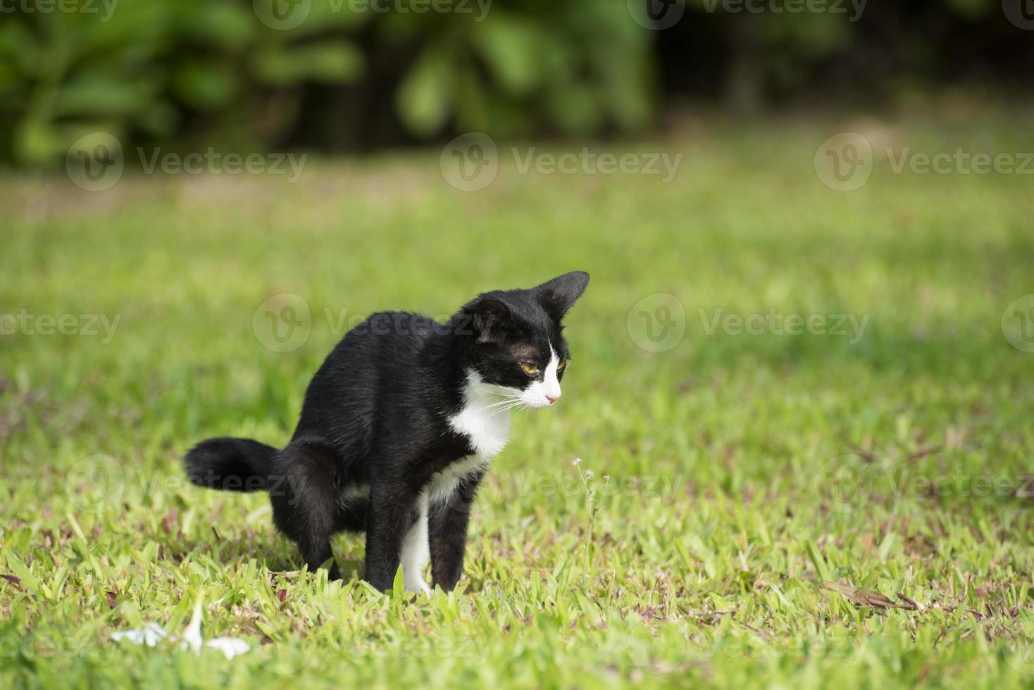 A black and white cat sitting and urinate on a grass photo