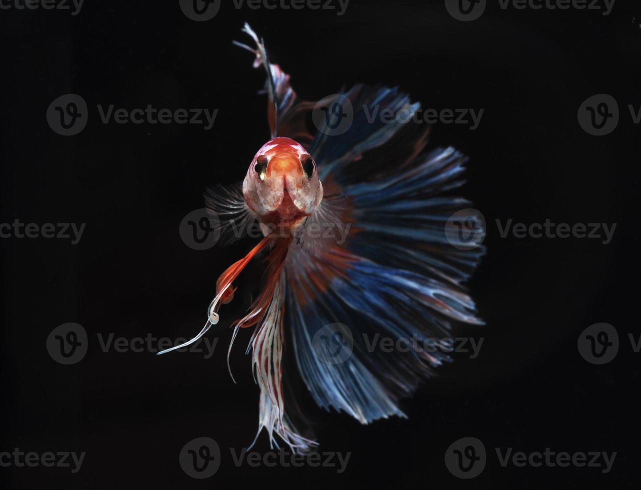 A Siamese fighting fish on black background photo