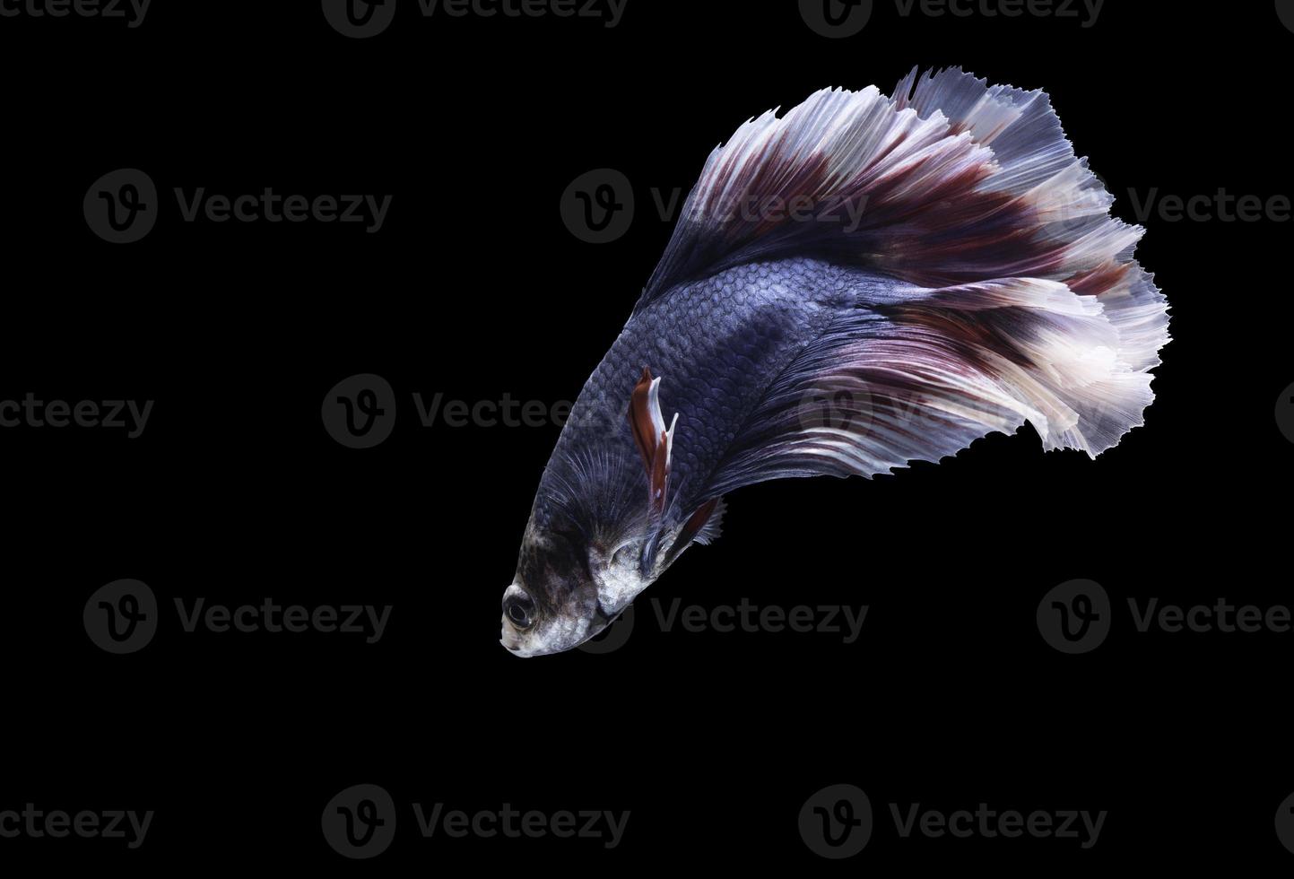 Siamese fighting fish isolated on black background photo