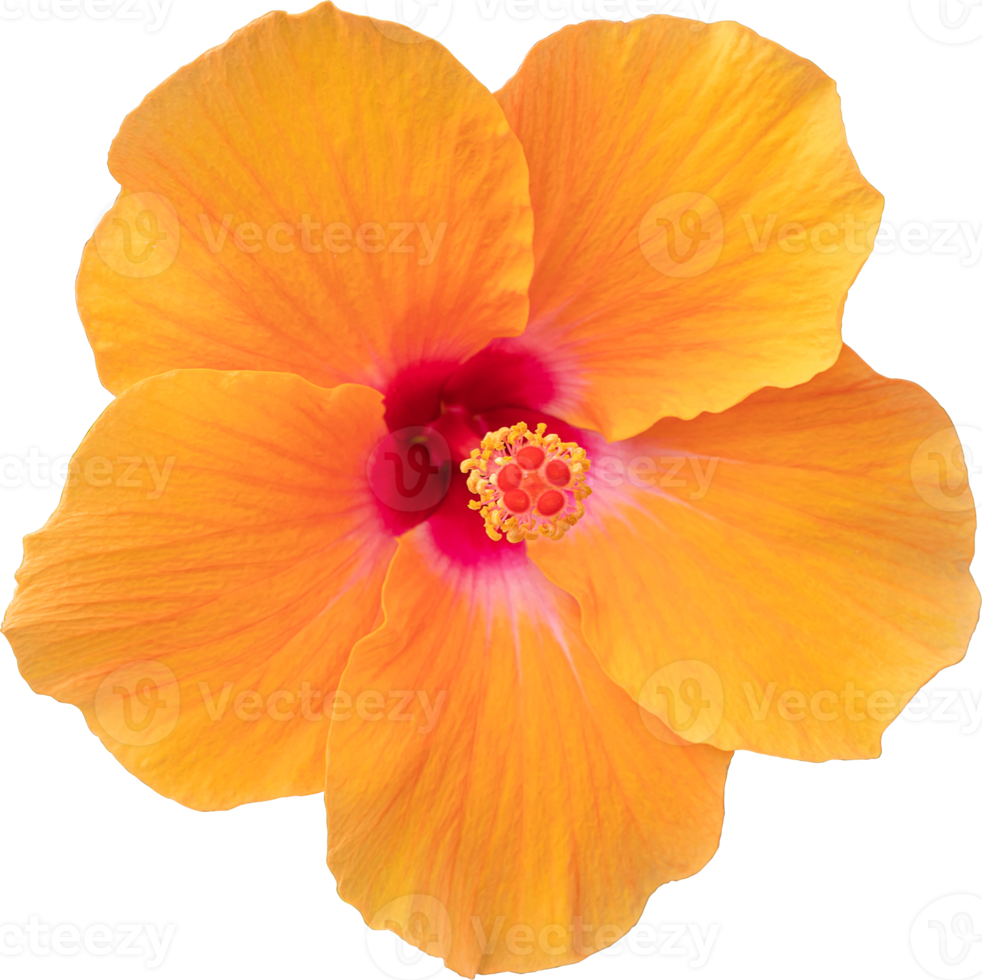 Hibiscus flower isolated transparency background. Floral object. png